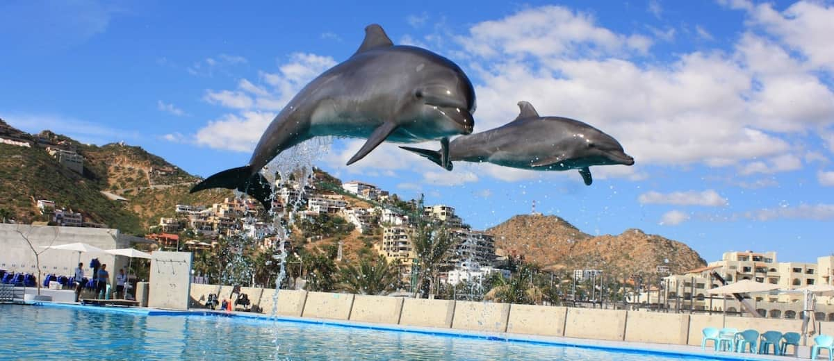 Expedia deja de ofrecer vacaciones que incluyen experiencias con ballenas y delfines en cautiverio