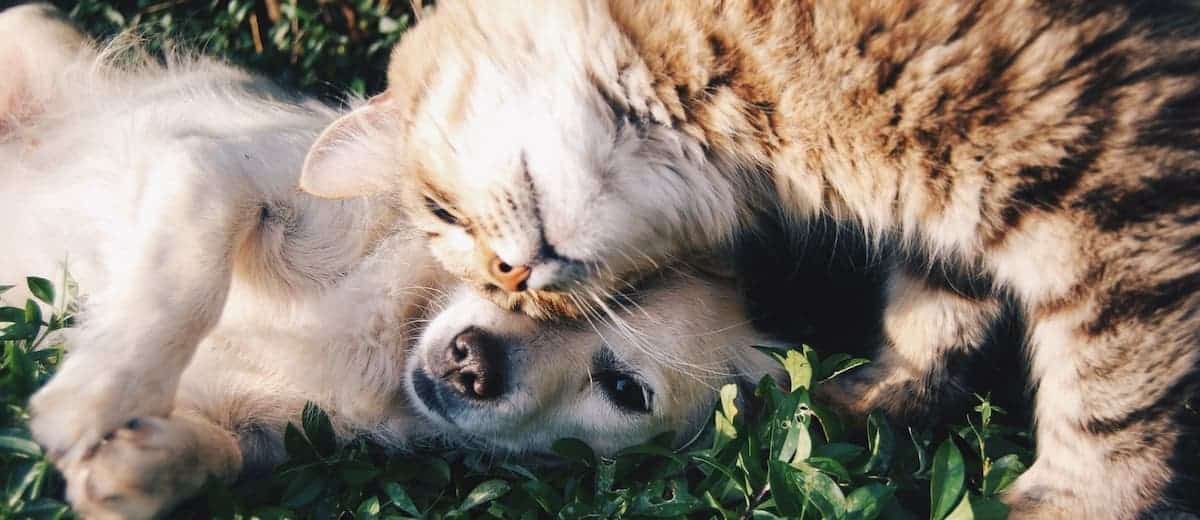 Francia prohíbe la venta de perros y gatos en tiendas para el año 2024