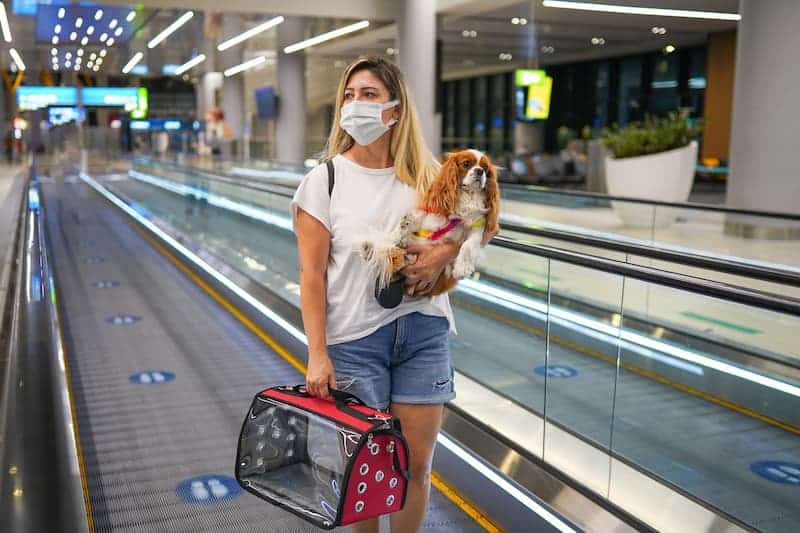 Mejores aerolíneas para  viajar con mascotas mascotas