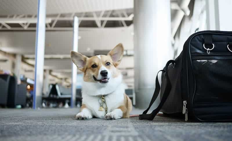 Mejores aerolíneas para mascotas - perri en aeropuerto