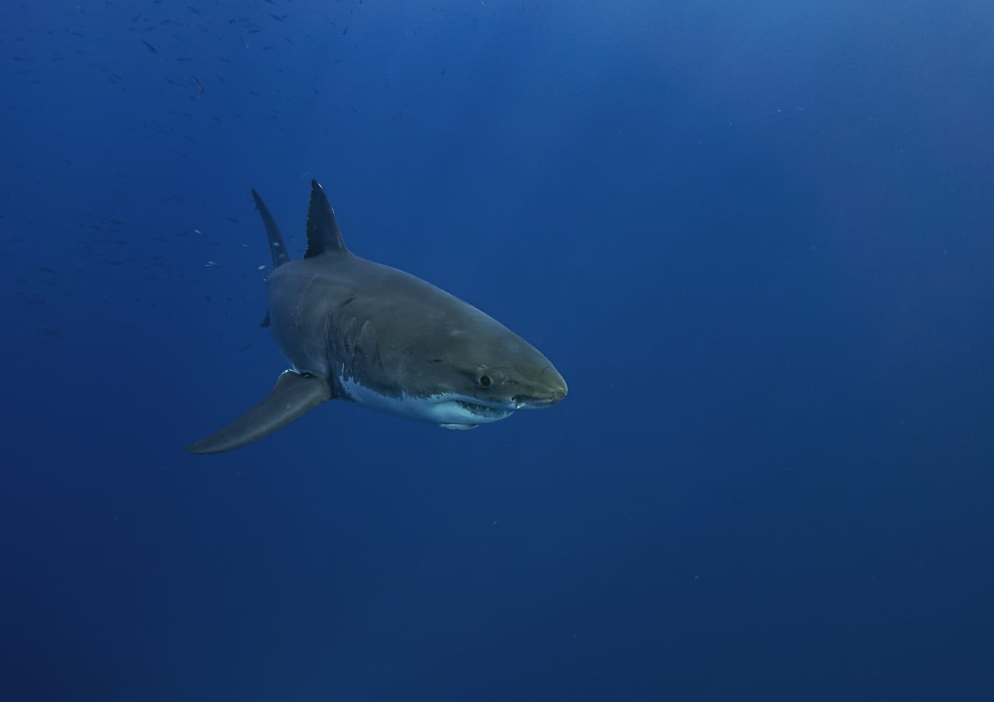 Los tiburones blancos tienen problemas de visión y atacarían a las personas por error, según nuevo estudio