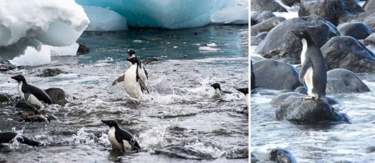 Un pingüino de la Antártida apareció en la costa de Nueva Zelanda y genera preocupación