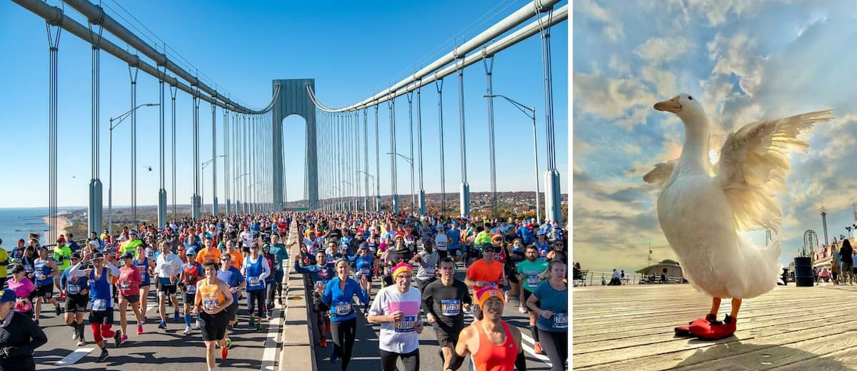 Wrinkle: la pata corrió la maratón de Nueva York y se robó la atención, y el corazón, del público