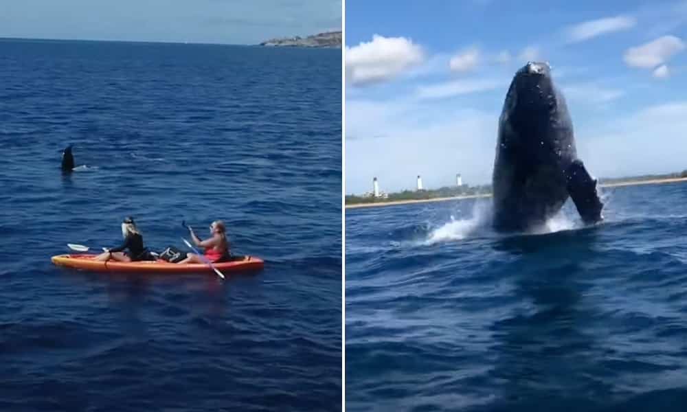 ballena saltando kayak