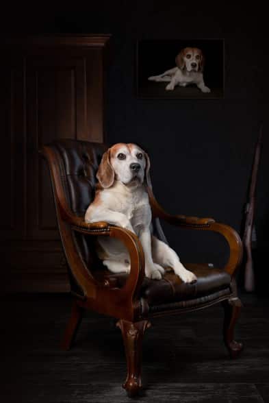 image Dog Photography Awards dog photo 02