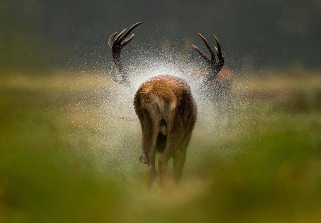 image medusas luminosas european wildlife photographer of the year 2021 intriper 2