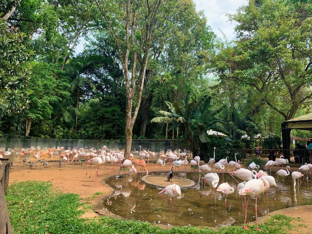 Parque Das Aves: Dos yaguaretés provocaron la muerte de 172 flamencos y decretan tres días de luto