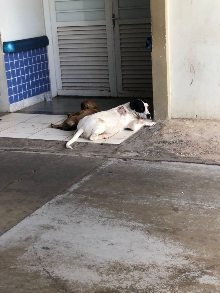 Dos perros leales acompañan a su dueño enfermo en una ambulancia, los enfermeros decidieron no separarlos