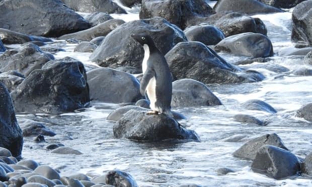 pingüino Adelia apareció en la costa de Nueva Zelanda