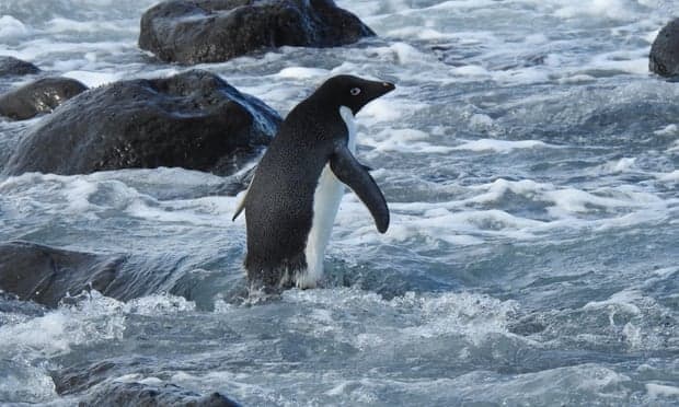 pingüino Adelia apareció en la costa de Nueva Zelanda