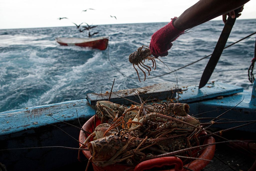 Reino Unido: Reconocen como seres sintientes a pulpos, calamares, langostas y cangrejos