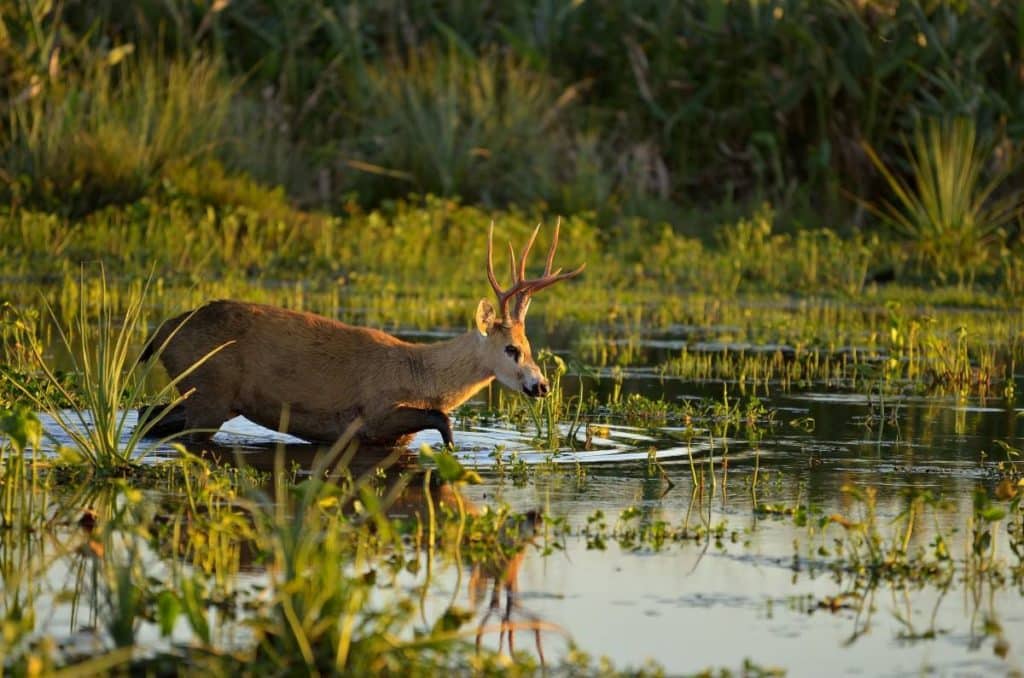 Qué es el rewilding y por qué es tan importante su implementación en Argentina