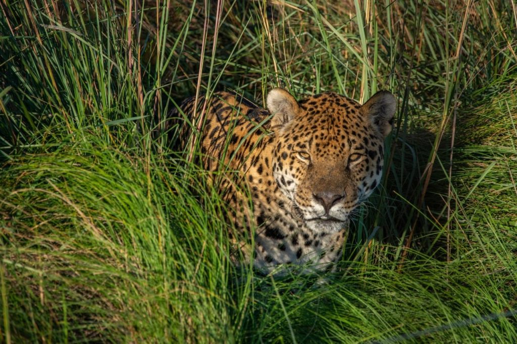 image rewilding rewilding en argentina que significa