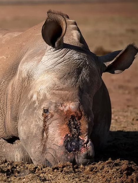 rinoceronte atacado por cazadores furtivos