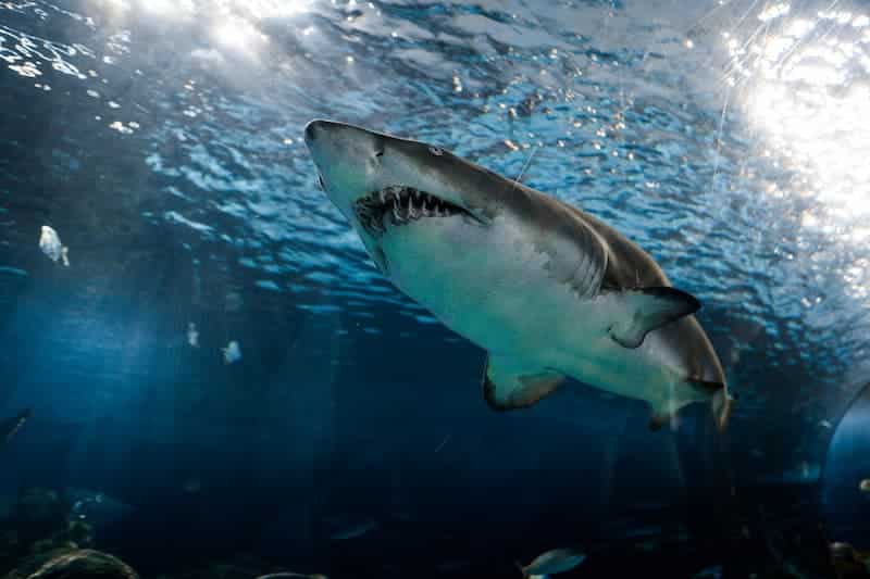 tiburones blancos