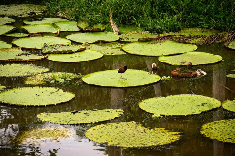 Actividades-Naturales-en-la-amazonia-colombiana