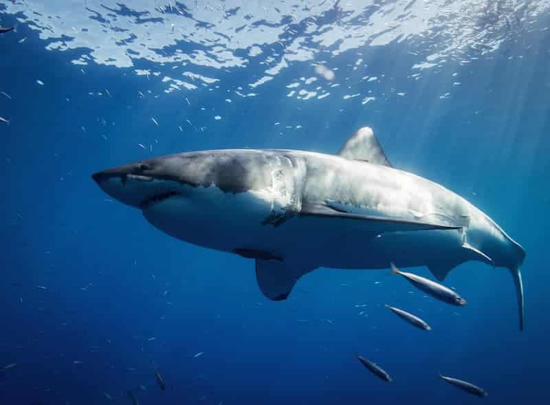 California - Surfista atacado por tiburón