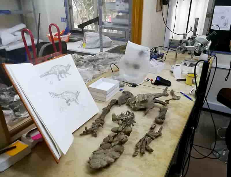 Encuentran nueva especie de dinosaurio en Chile - Laboratorio