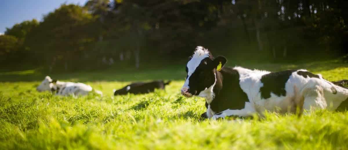 Un granjero intentó denunciar a sus vacas porque no dan leche