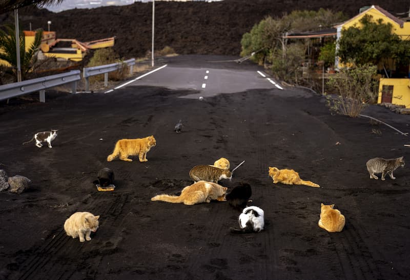 La Palma luego de la erupción - gatitos 