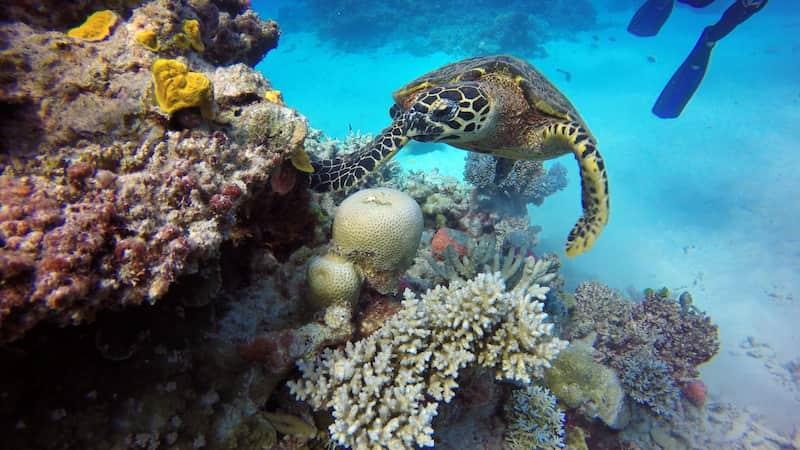 Nueva generación de corales en la Gran Barrera de Coral