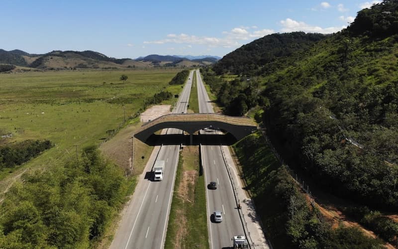 Puente para ayudar a los monos - Brasil