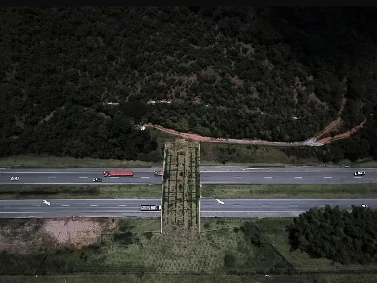 Puente para monos en Brasil