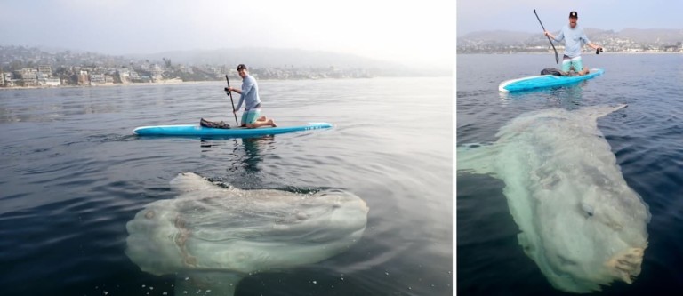 Dos hombres estaban haciendo surf cuando vieron que un pez extremadamente grande aparecía debajo de la tabla