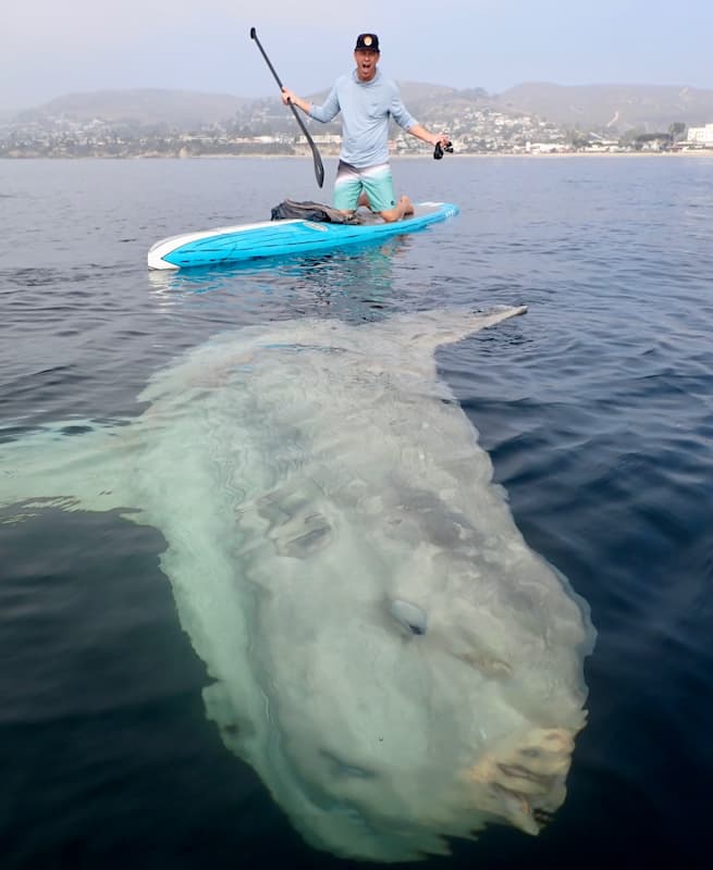 Se encuentran con un pez enorme en Laguna Beach