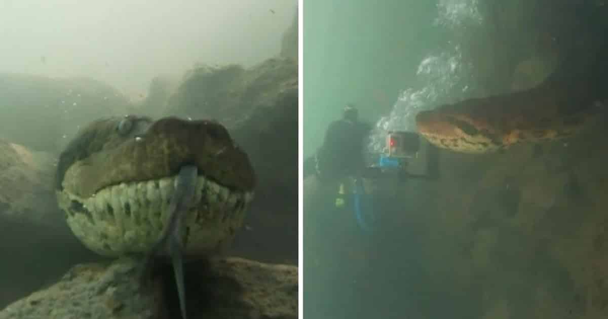 a-scuba-diver-comes-face-to-face-with-a-seven-meter-long-giant-anaconda