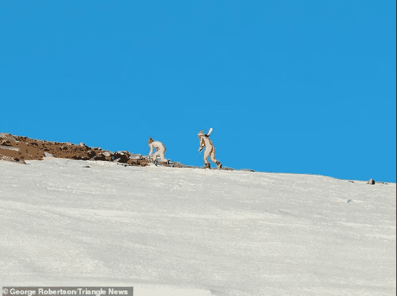 esquiadores en la montaña