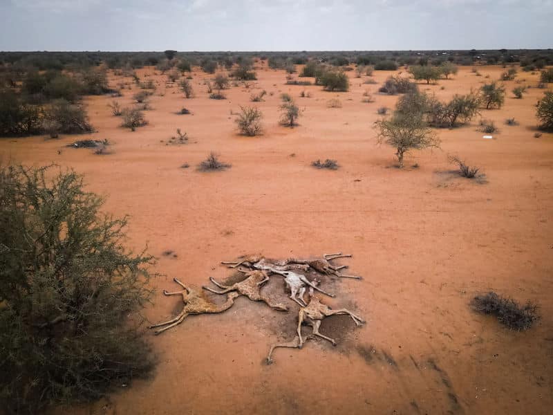 NAIROBI, KENYA - [DATE]: The bodies six giraffes lie on the outskirts of Eyrib village in Wajir county on December 10, 2021 in Kenya. The giraffes, weak from lack of food and water, died after they got stuck in mud as they tired to drink from a nearly dried up reservoir nearby. They were moved to this location to prevent contamination of the reservoir water. A prolonged drought in the country's north east has created food and water shortages, pushing pastoralist communities and their livestock to the brink. The area has received less than a third of normal rainfall since September. (Photo by Ed Ram/Getty Images)