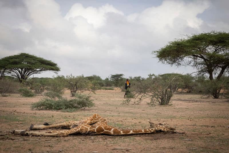 image jirafas muertas jirafas sequía kenia 3