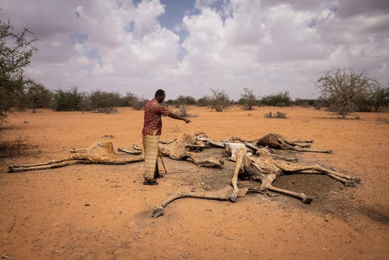 image jirafas muertas jirafas sequía kenia