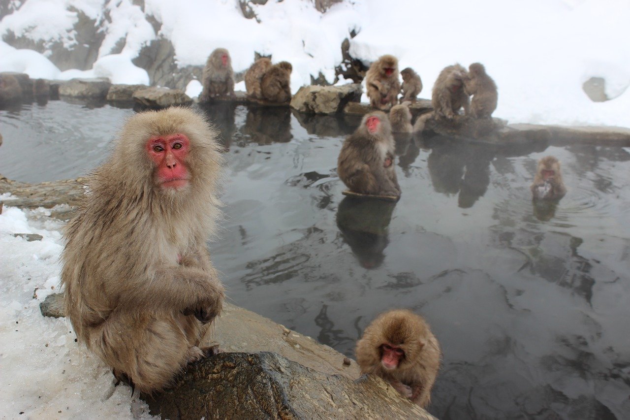 monos japon