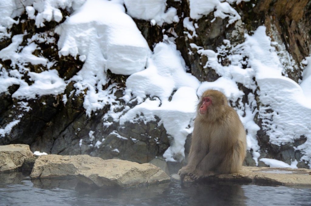 image monos nieve