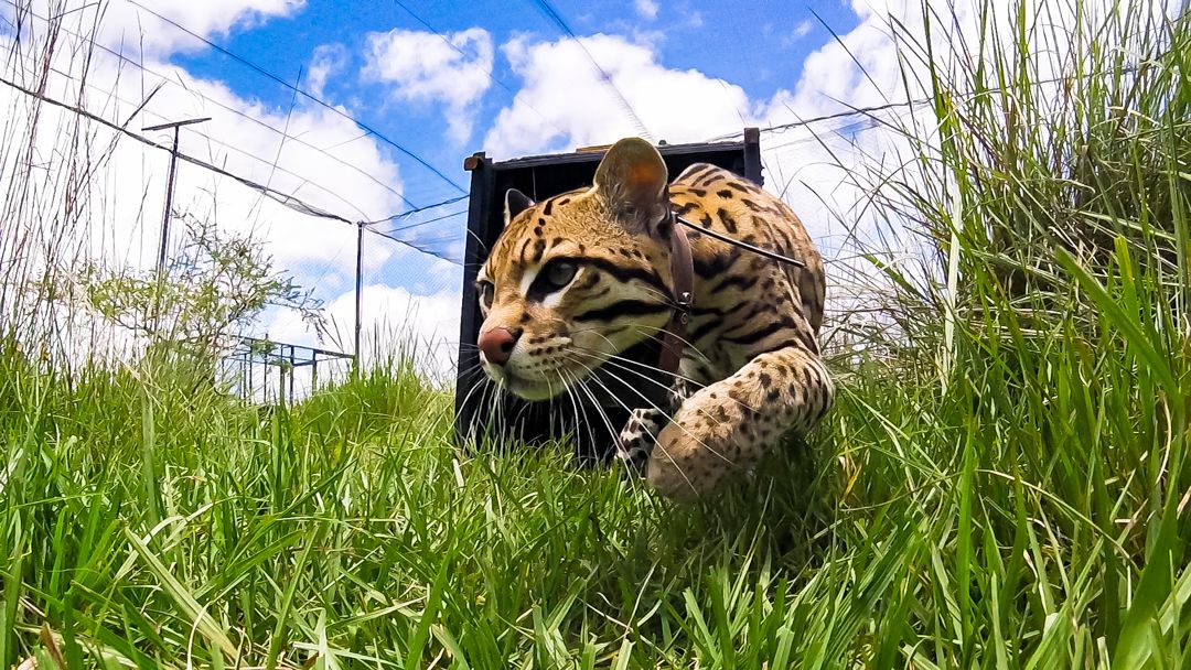 ocelote-en-ibera-rewilding-argentina-1