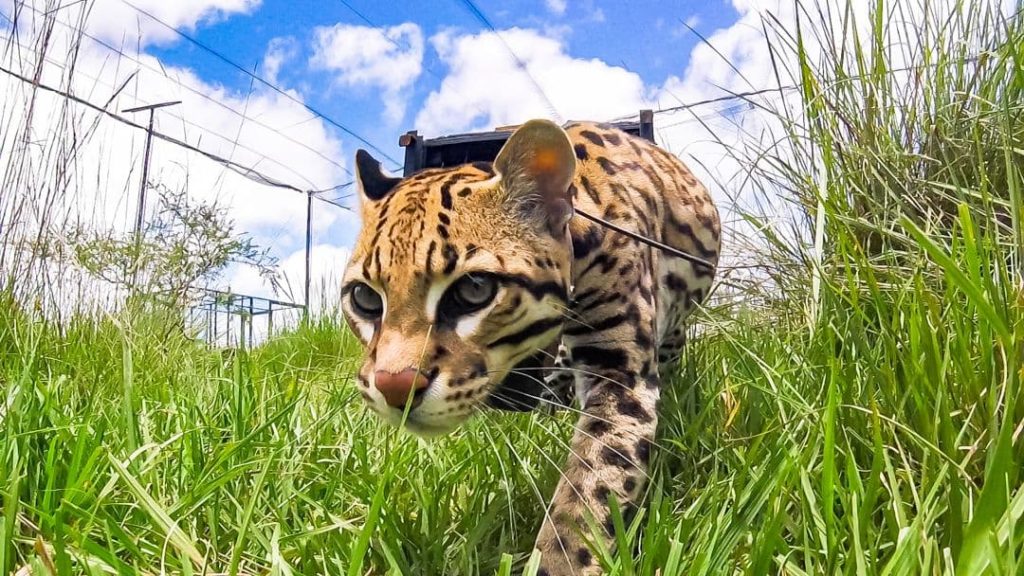 image ocelote ocelote en ibera rewilding argentina 2