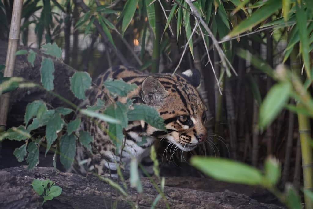 El ocelote vuelve al Iberá gracias a un ambicioso proyecto de rewilding en Argentina