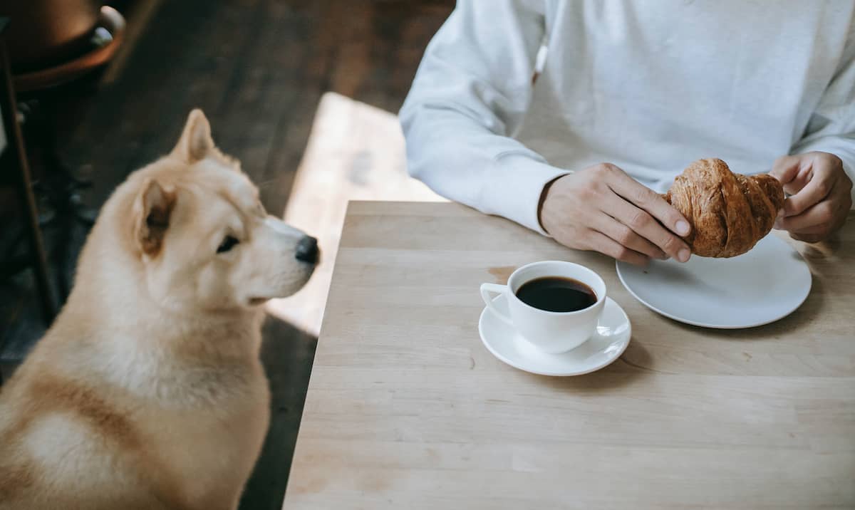 Las 7 mejores cafeterías pet-friendly de Buenos Aires