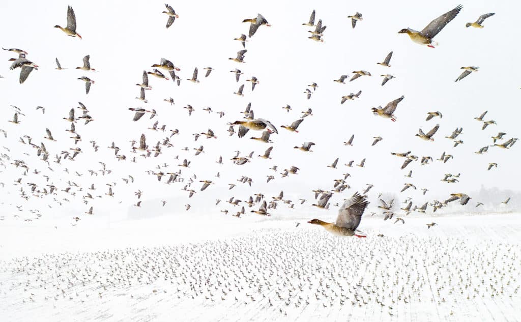 image Nature Photographer of the Year 157453 winter migration