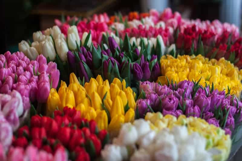 image mejores cosas para hacer en Ámsterdam 2 Mercado de las flores