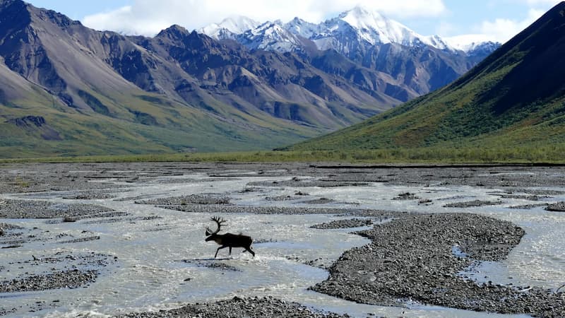 image actividades para hacer en Alaska 2 Parque Nacional Denali