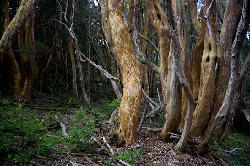 image bosque de los arrayanes 3 Caracteristicas de los Arrayanes