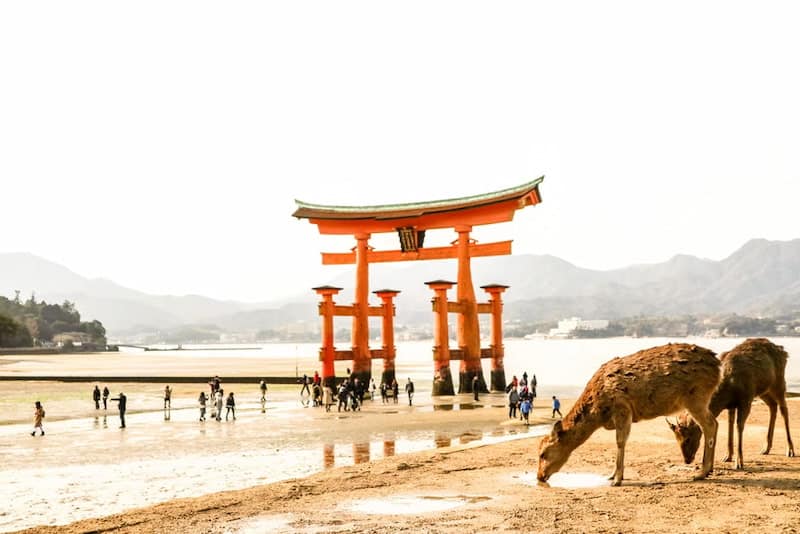 image cosas para hacer en Japón 3 Santuario