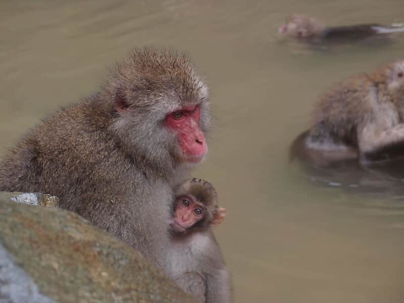 image cosas para hacer en Japón 4 Monos