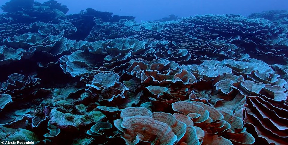 ARRECIFE DE CORAL