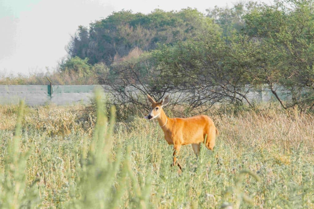 El ciervo de los pantanos vuelve a habitar El Impenetrable para recuperar la especie extinta hace casi cien años