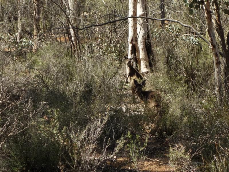 Nuevo parque nacional de Australia - Canguros