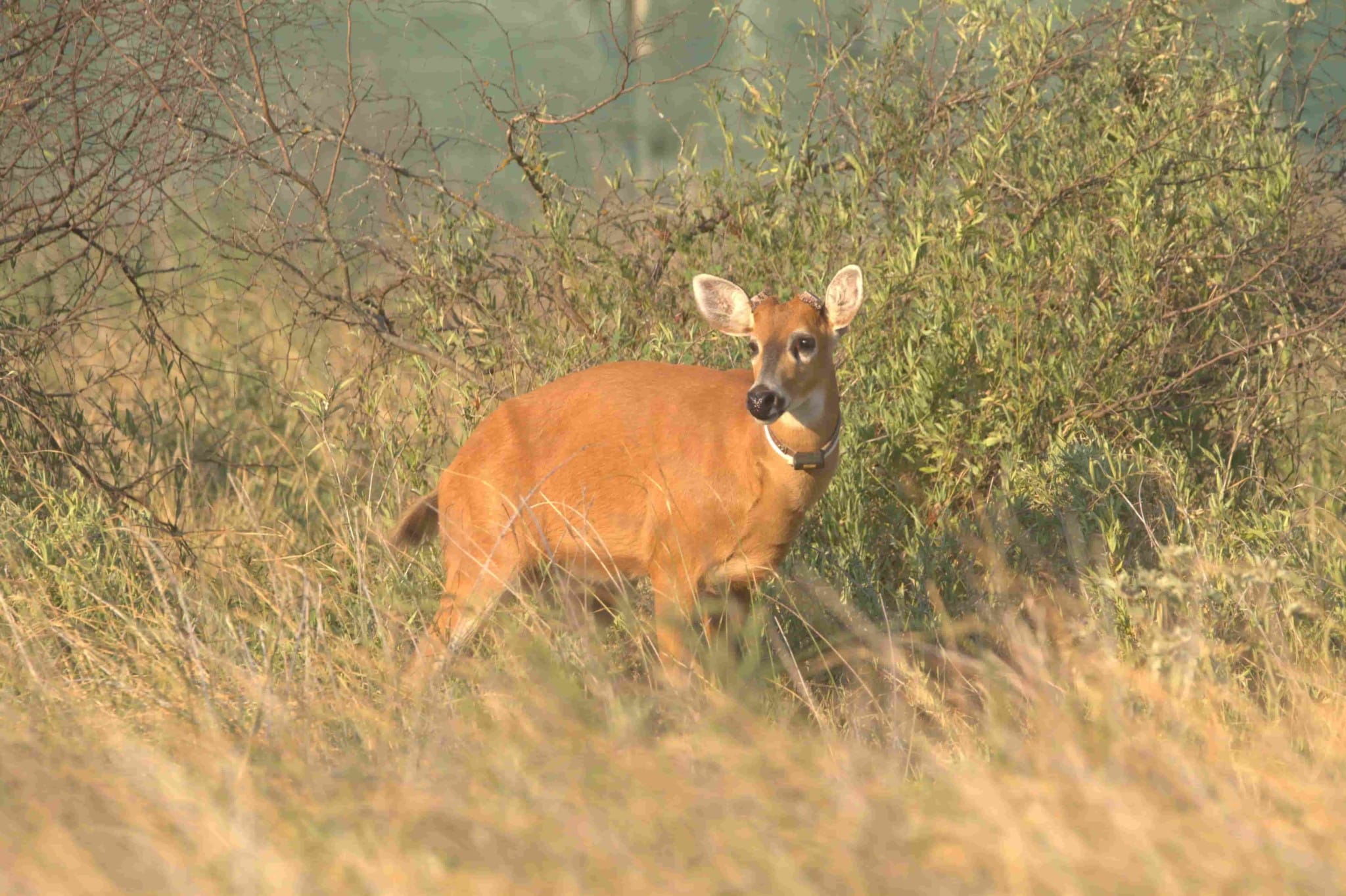 El ciervo de los pantanos vuelve a habitar El Impenetrable para recuperar la especie extinta hace casi cien años